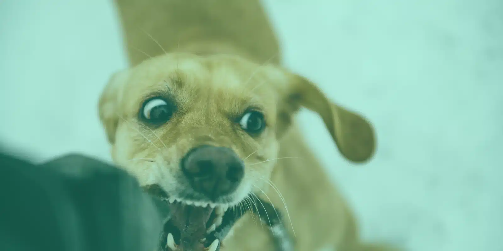 Délai pour porter plainte pour morsure de chien accident